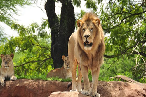 Kilimanjaro Safaris